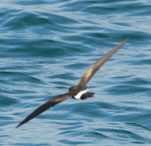 Elliot's Storm-Petrel - ML606443801