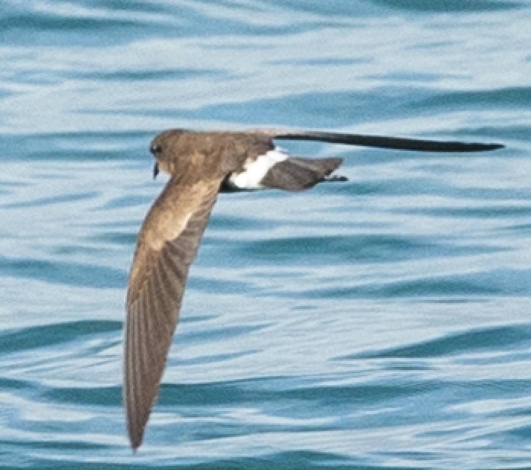 Elliot's Storm-Petrel - ML606443811