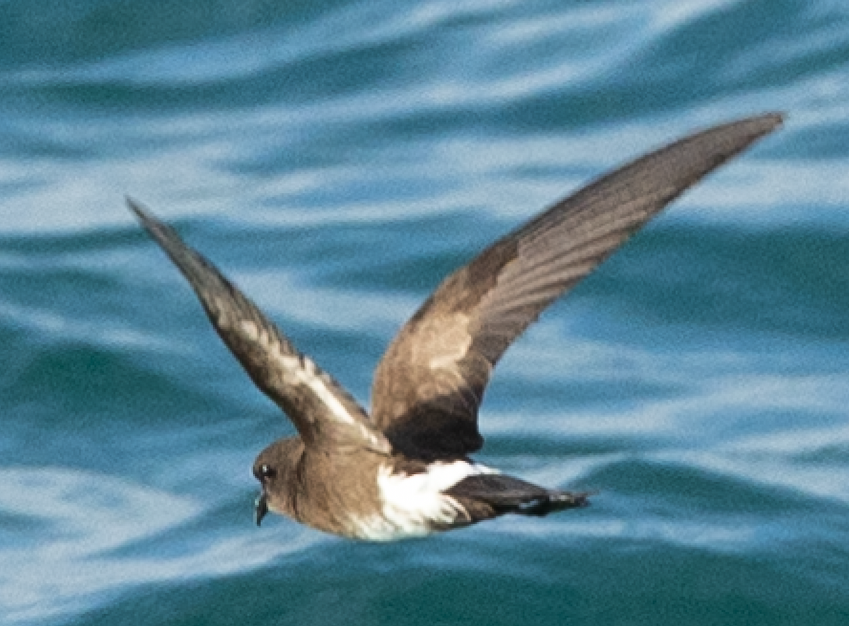 Elliot's Storm-Petrel - ML606443821