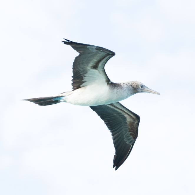 Blue-footed Booby - ML606443881