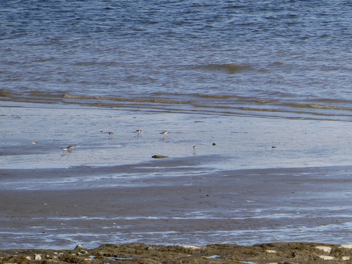 Semipalmated Plover - ML606444691