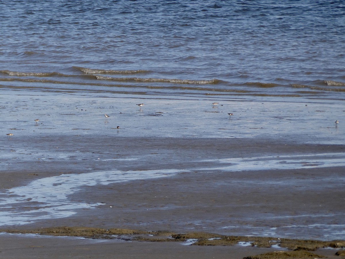 Semipalmated Plover - ML606444711