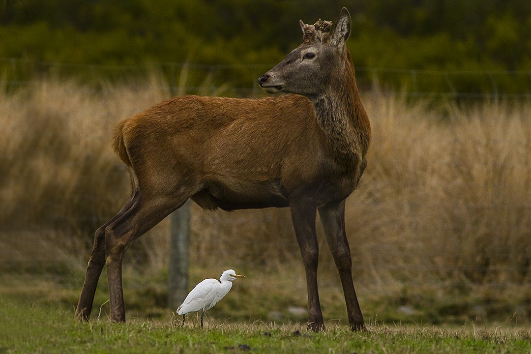 Koromandelkuhreiher - ML60644531