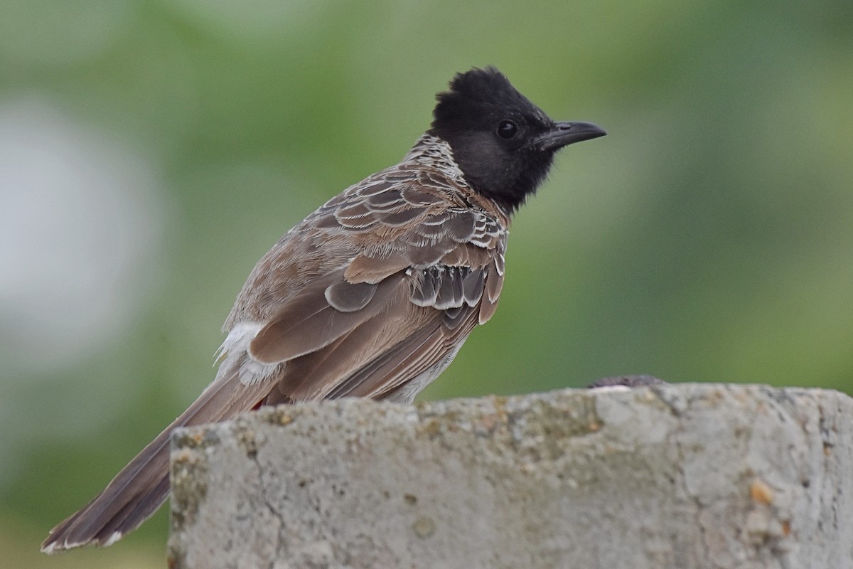 Red-vented Bulbul - ML606445881