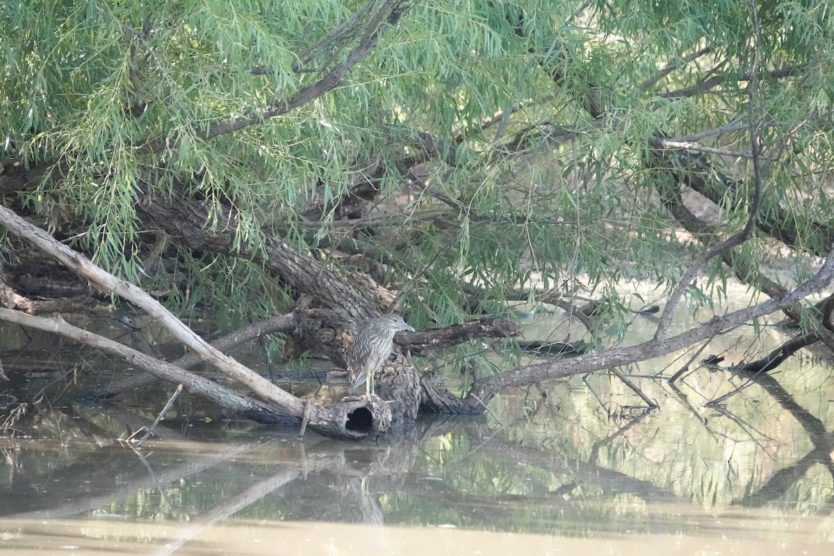 Black-crowned Night Heron - ML606445971