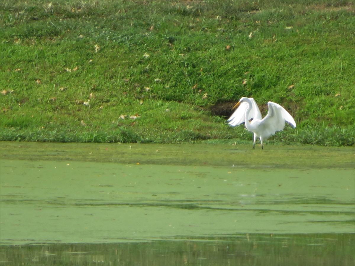 Great Egret - ML606446141