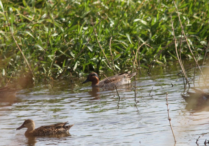 Green-winged Teal - ML60644631