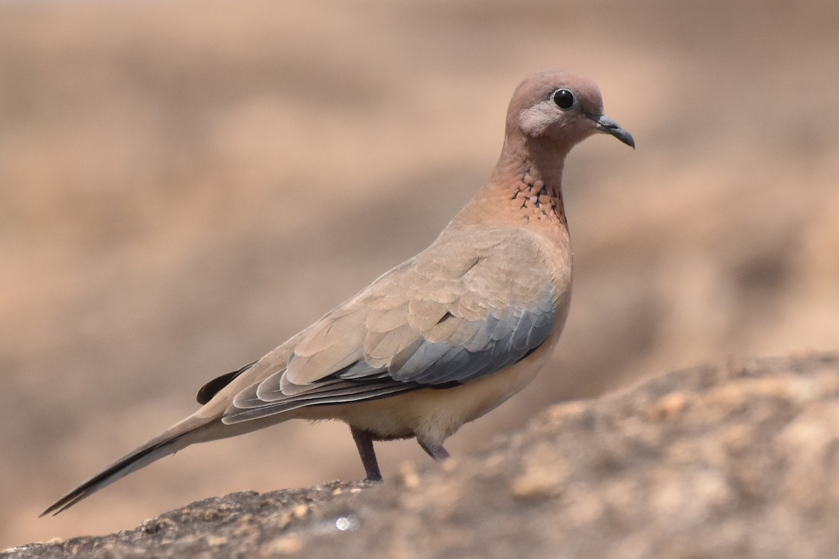 Laughing Dove - Dr Mohammed Umer  Sharieff