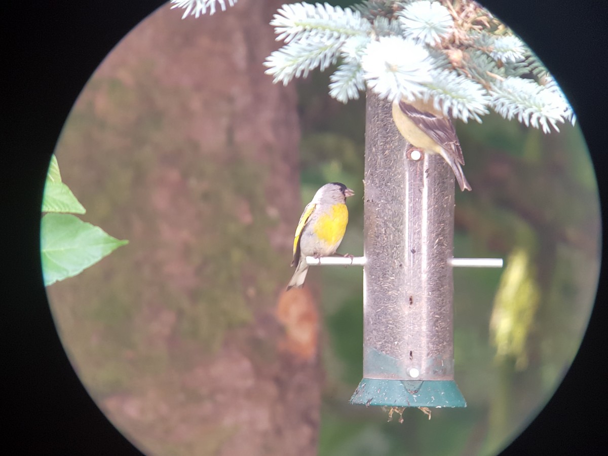 Lawrence's Goldfinch - ML60644691