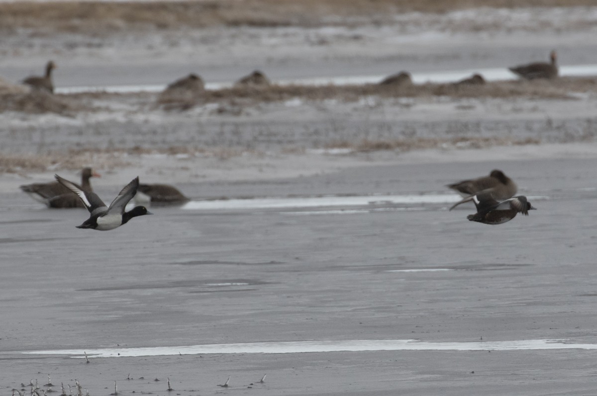 Greater Scaup - ML606447111