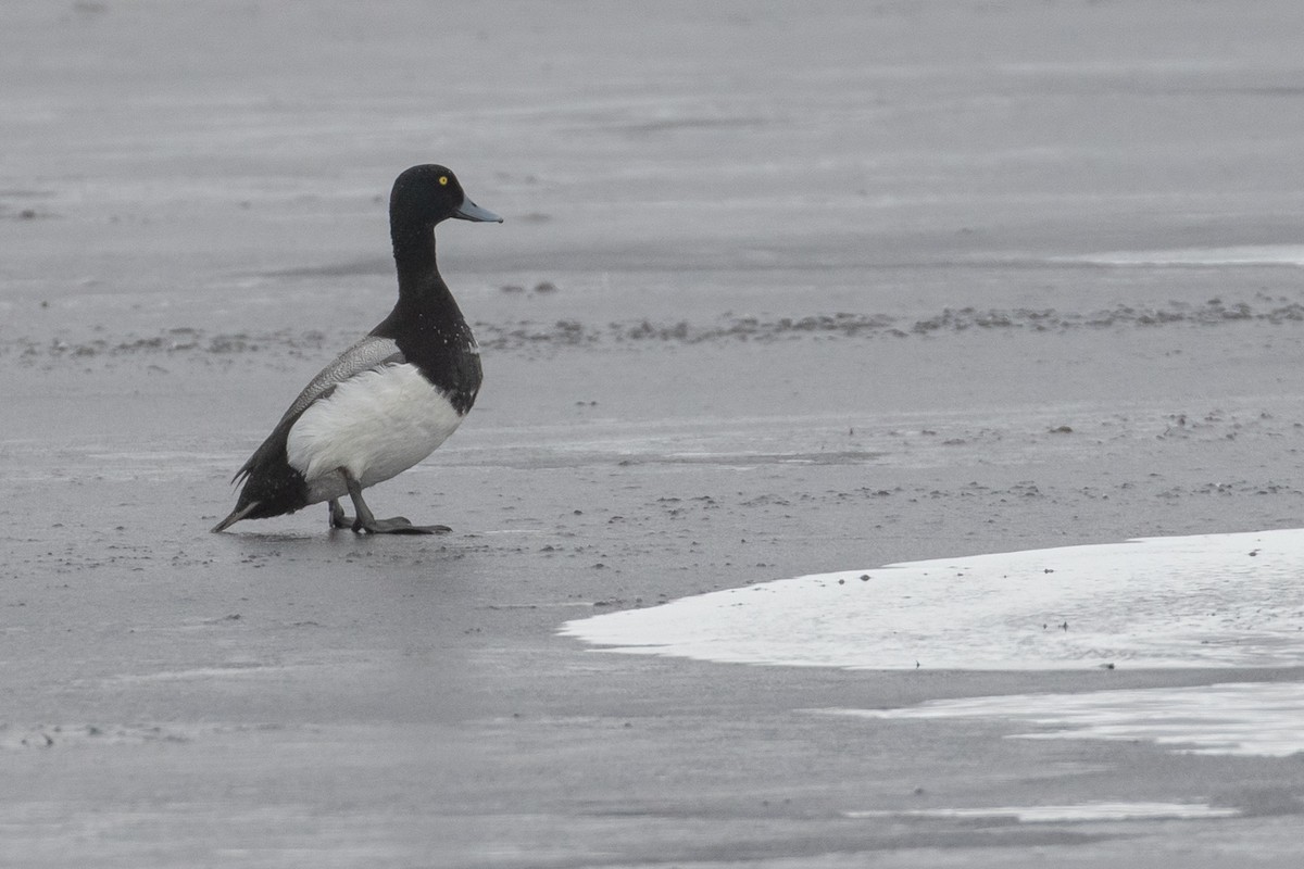 Greater Scaup - ML606447281