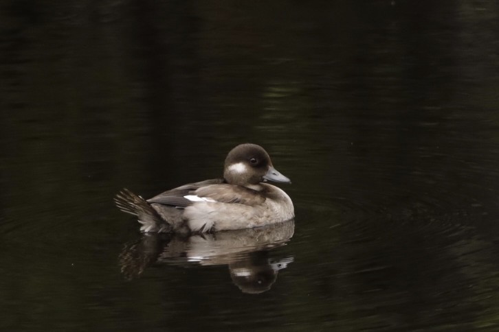 Bufflehead - ML606447411