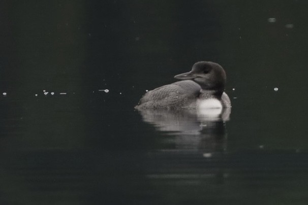 Common Loon - Aiden Kenefick