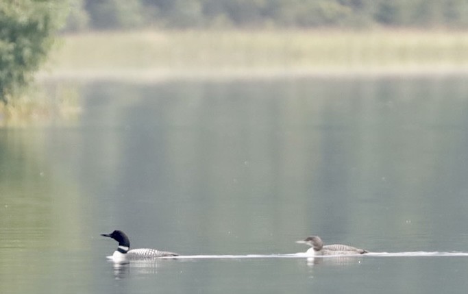 Common Loon - ML606447561