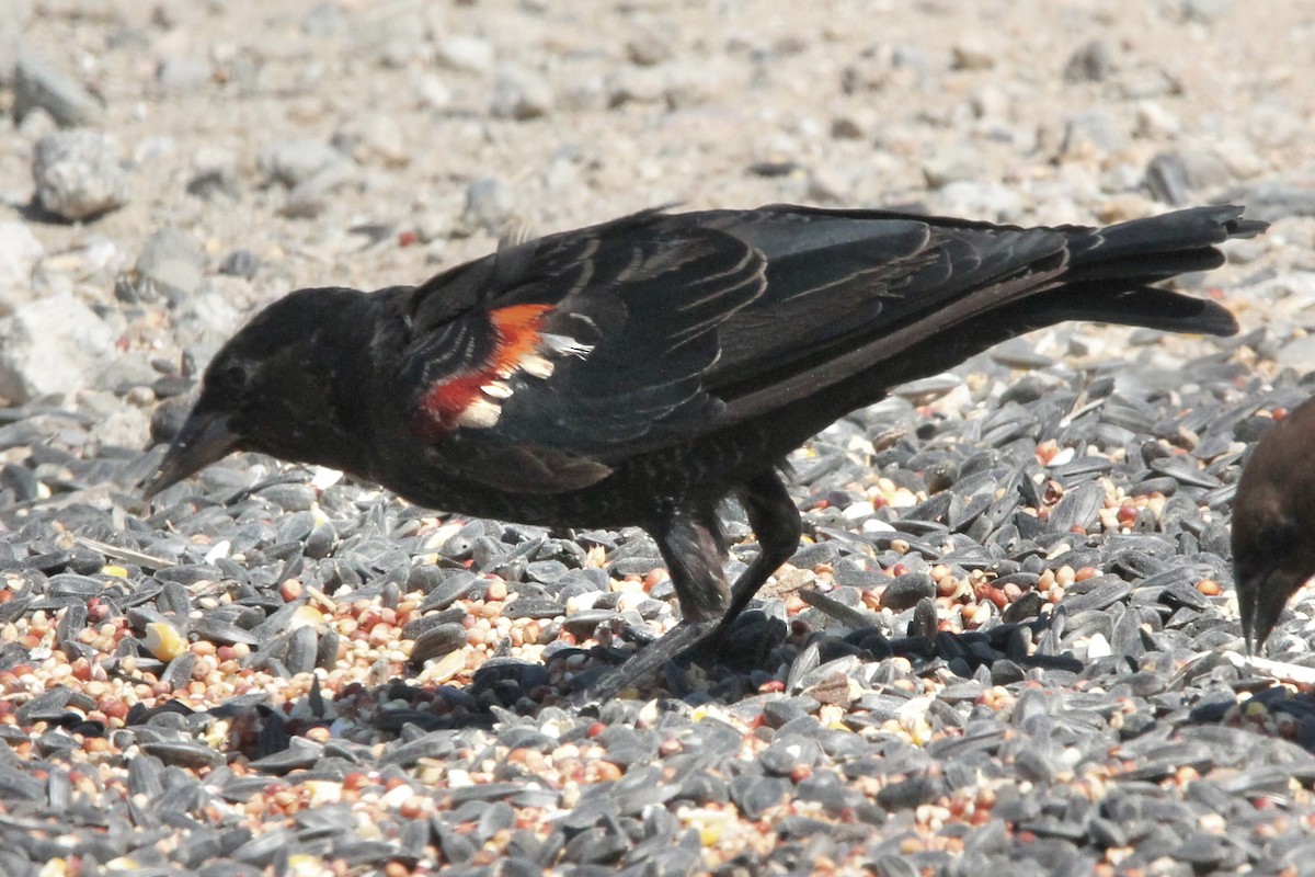 Tricolored Blackbird - Brad Shine