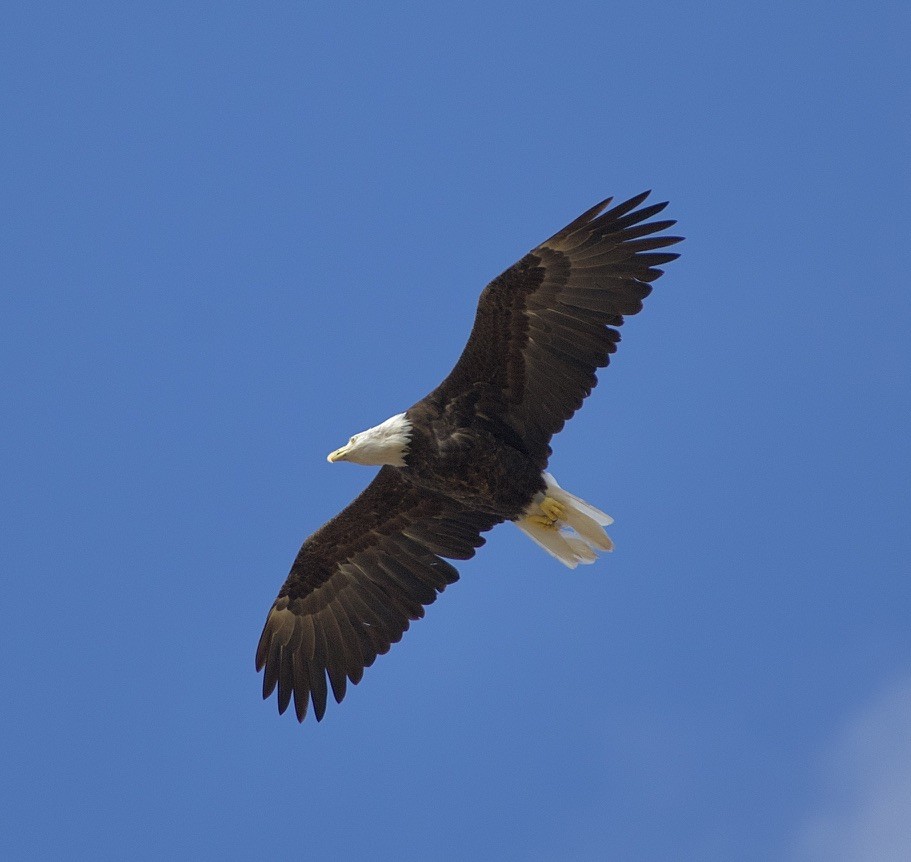 Weißkopf-Seeadler - ML606449671