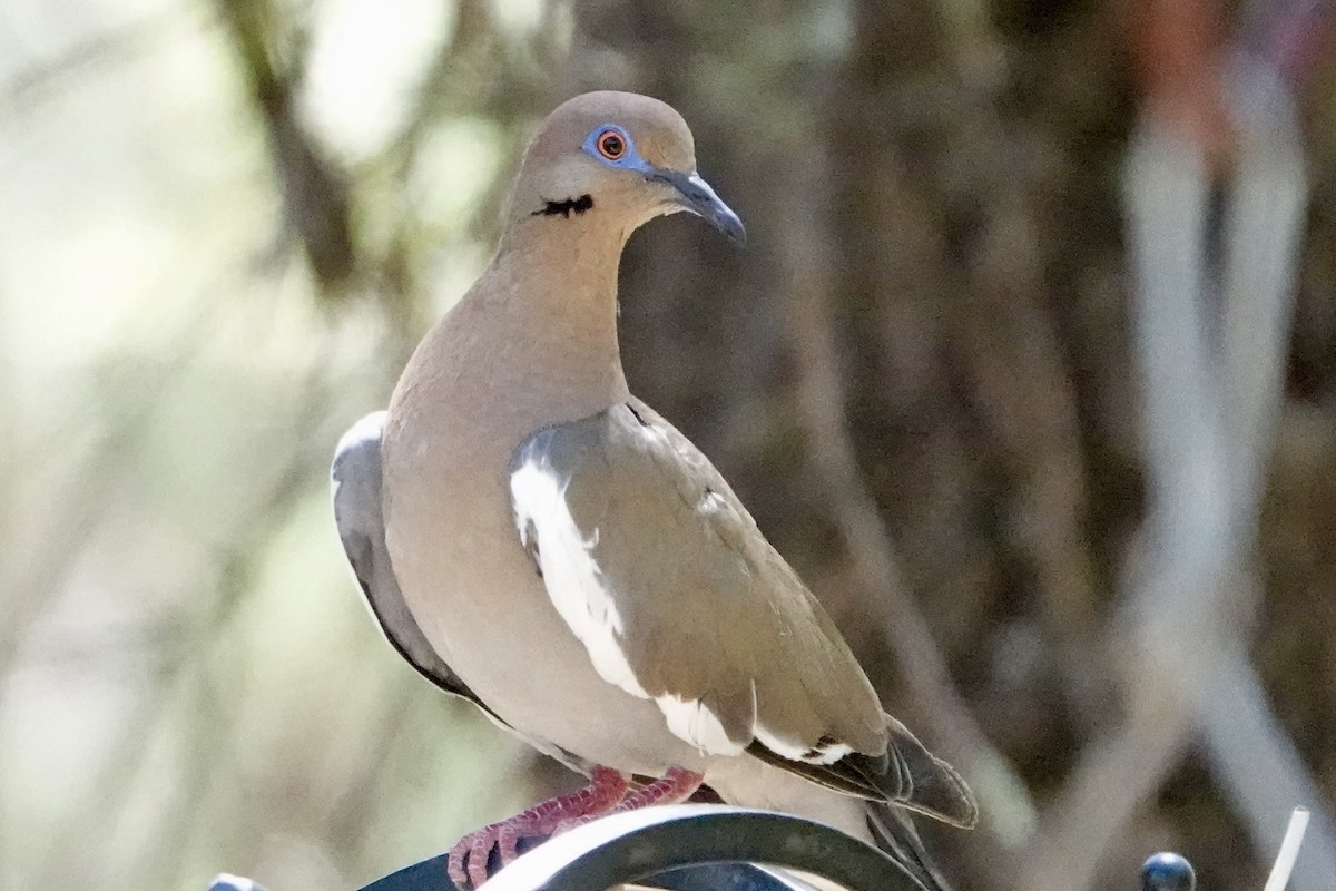 White-winged Dove - ML606450091