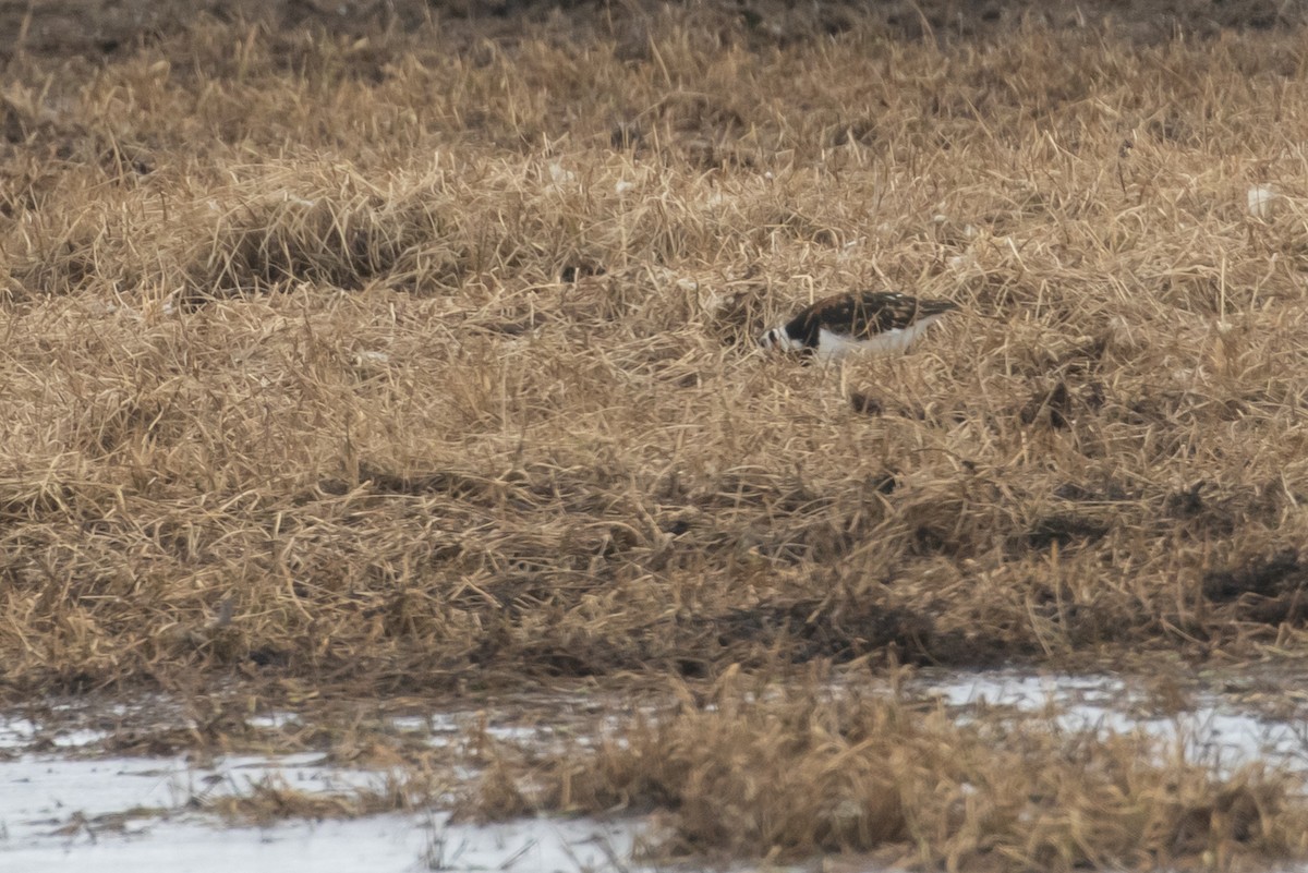 Ruddy Turnstone - ML606450341