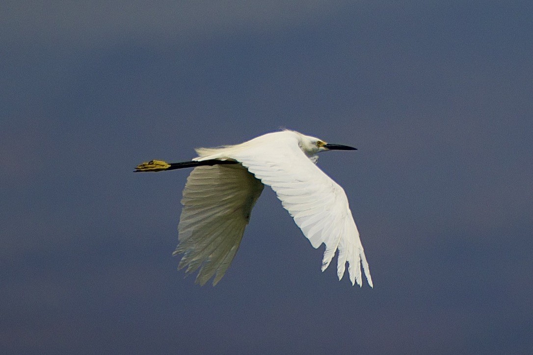 Snowy Egret - Tim DeJonghe