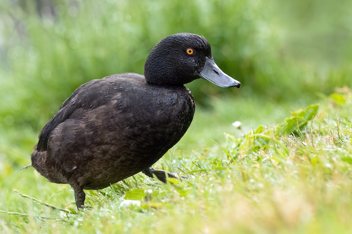 New Zealand Scaup - ML606450891