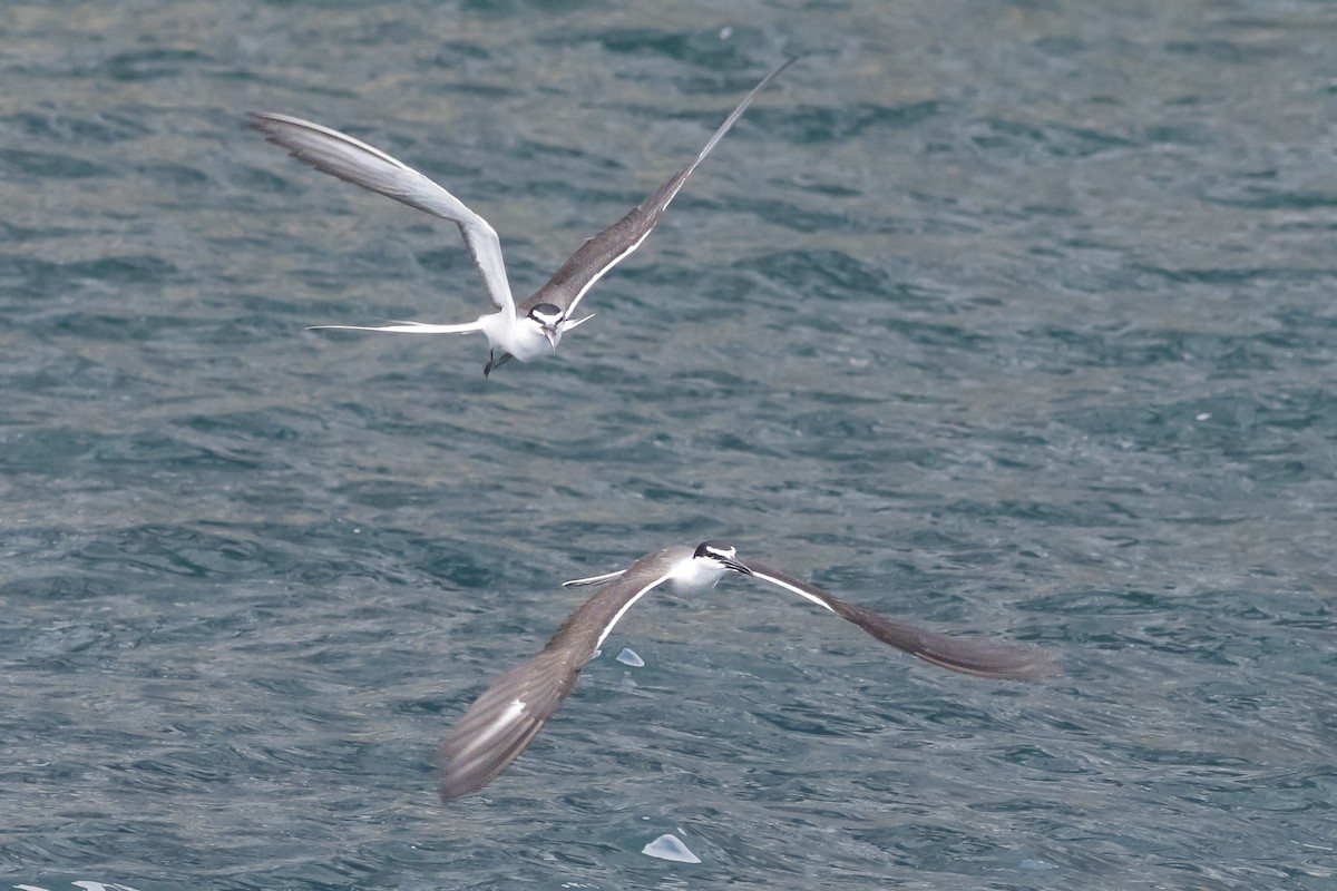 Bridled Tern - ML606451111