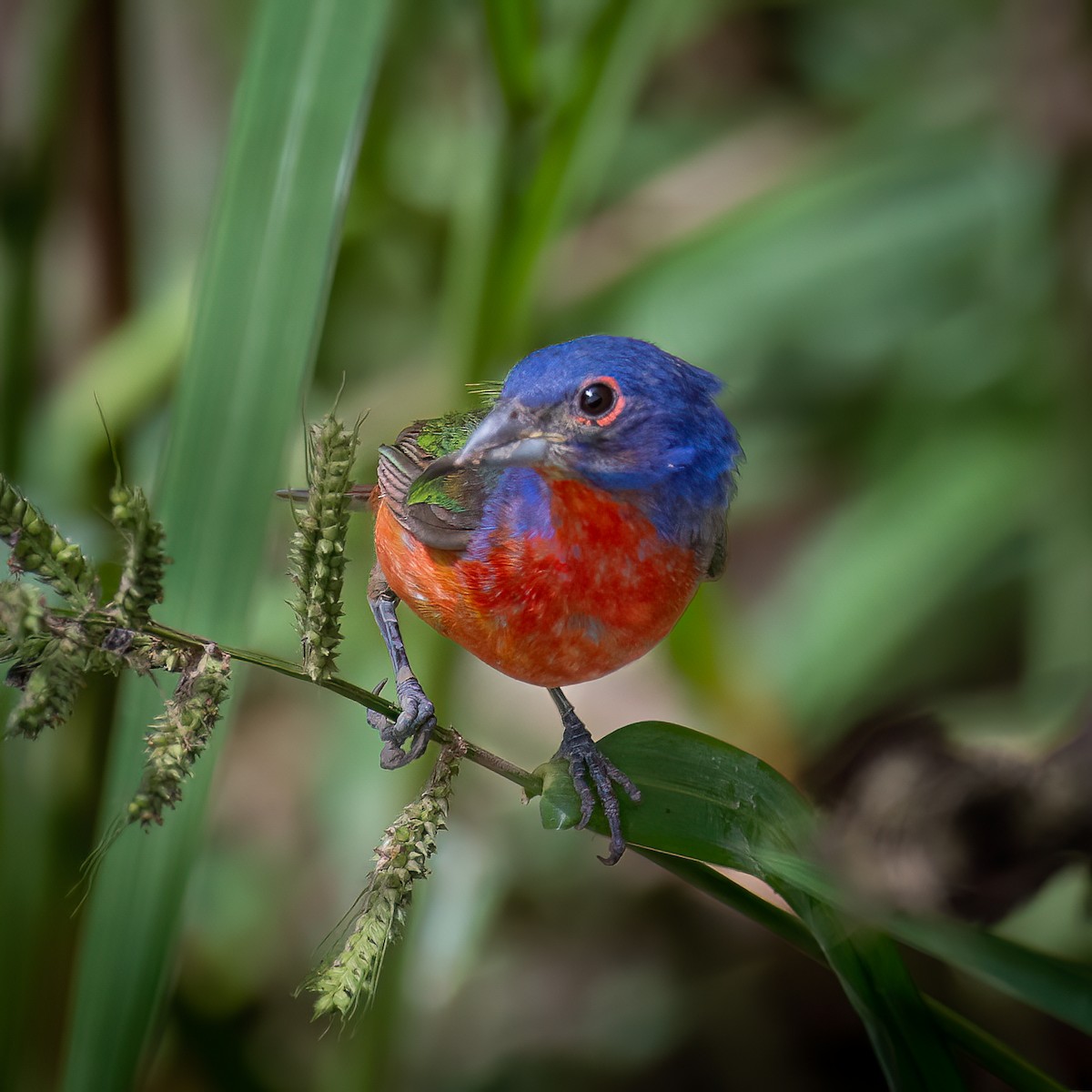 Painted Bunting - ML606451351