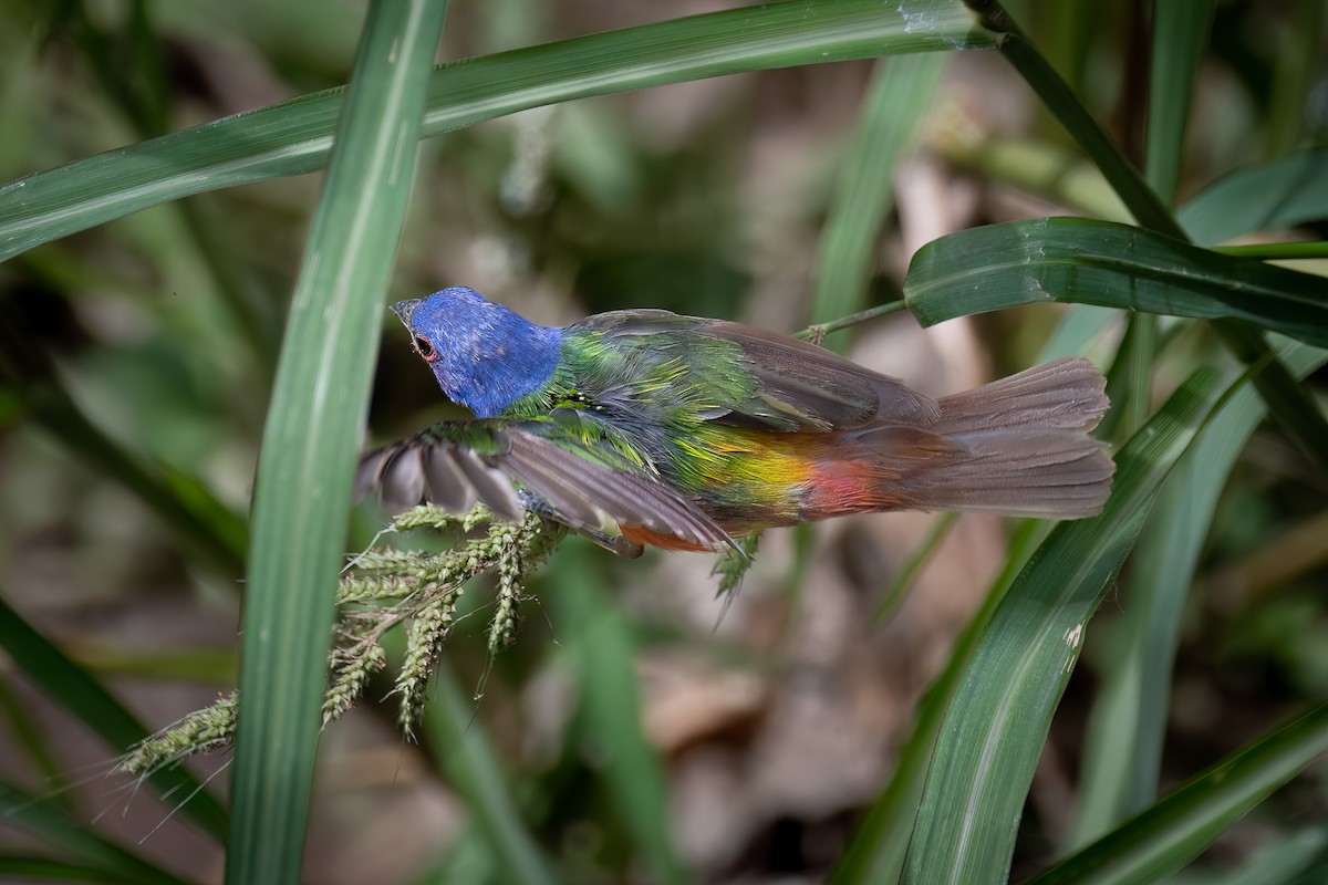 Painted Bunting - ML606451361