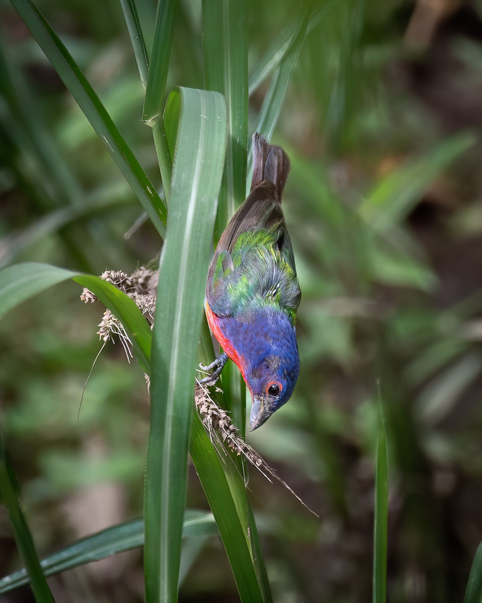 Painted Bunting - ML606451371