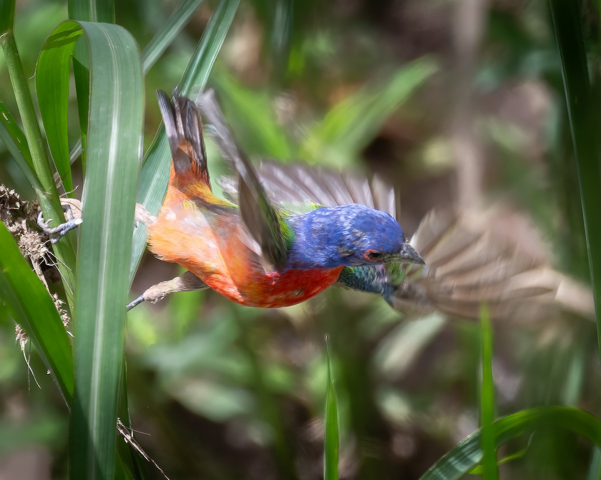 Painted Bunting - ML606451381
