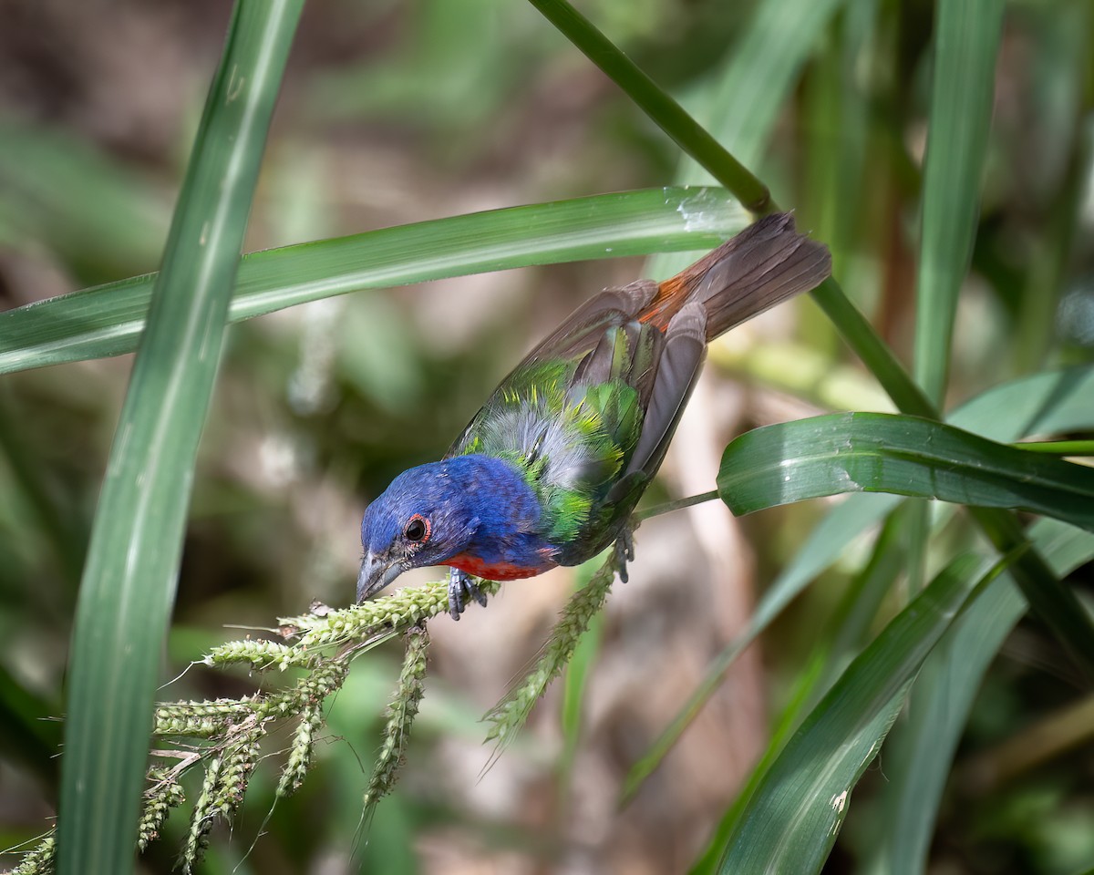 Painted Bunting - ML606451391