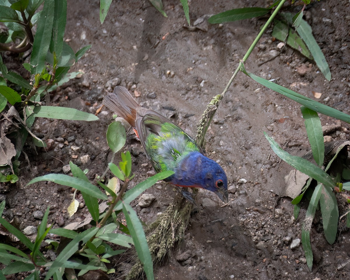 Painted Bunting - ML606451401