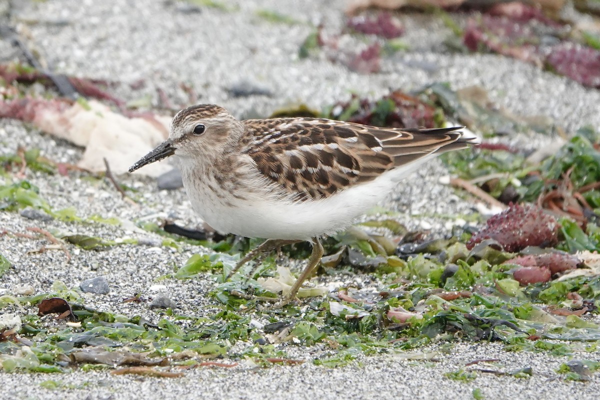 Least Sandpiper - ML606452501