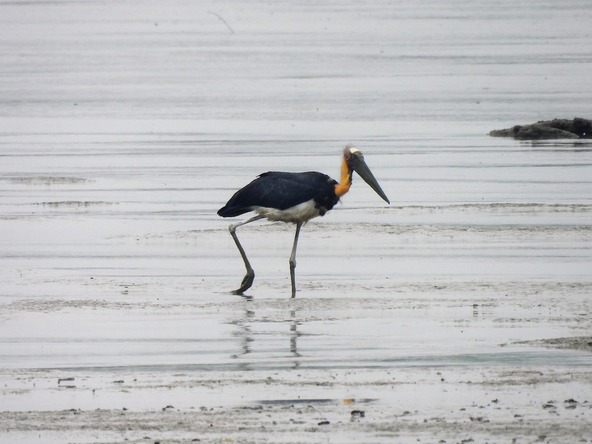 Lesser Adjutant - Tuck Hong Tang