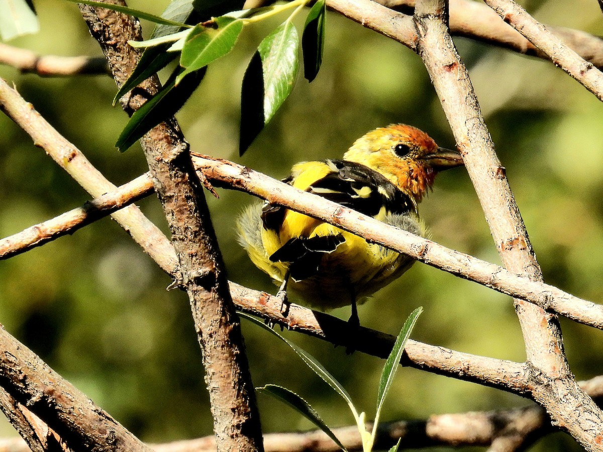 Western Tanager - ML606455231