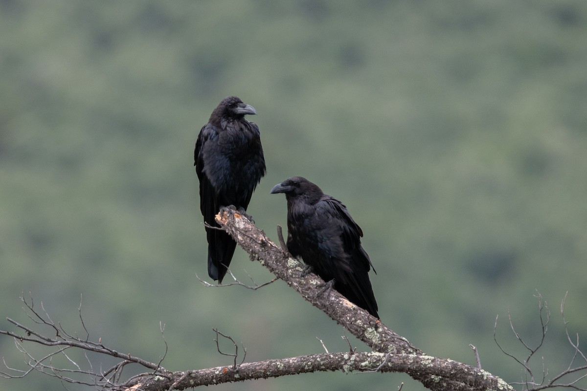 Common Raven - Henrey Deese