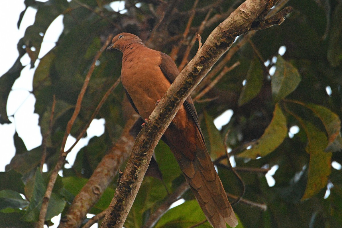 Tórtola Cuco Parda - ML606455601