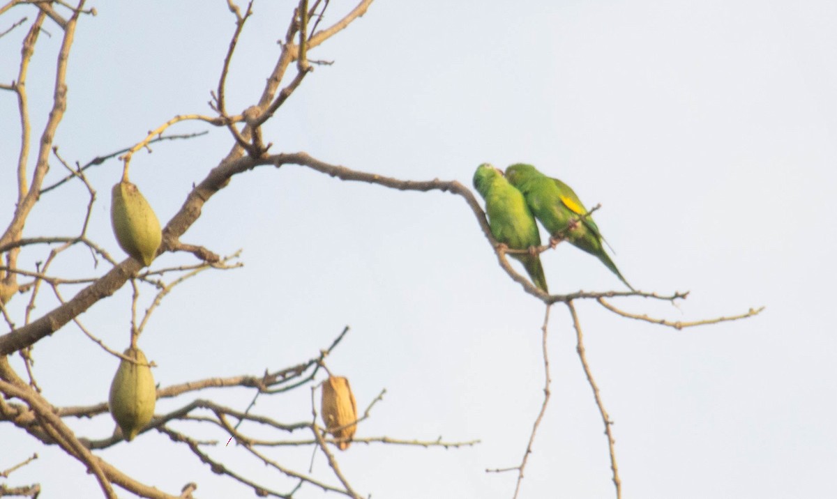 Yellow-chevroned Parakeet - ML606455661