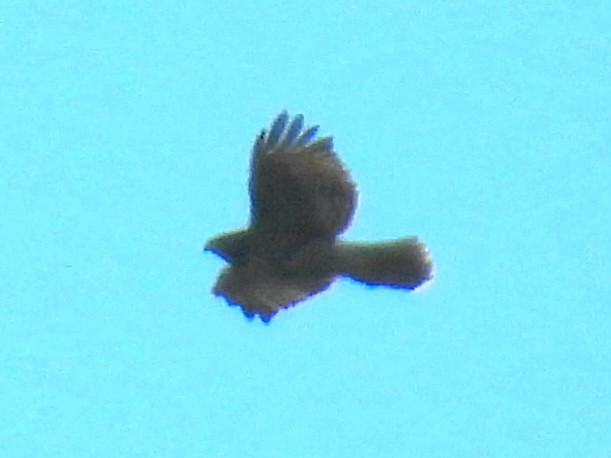Red-tailed Hawk - ML606455721