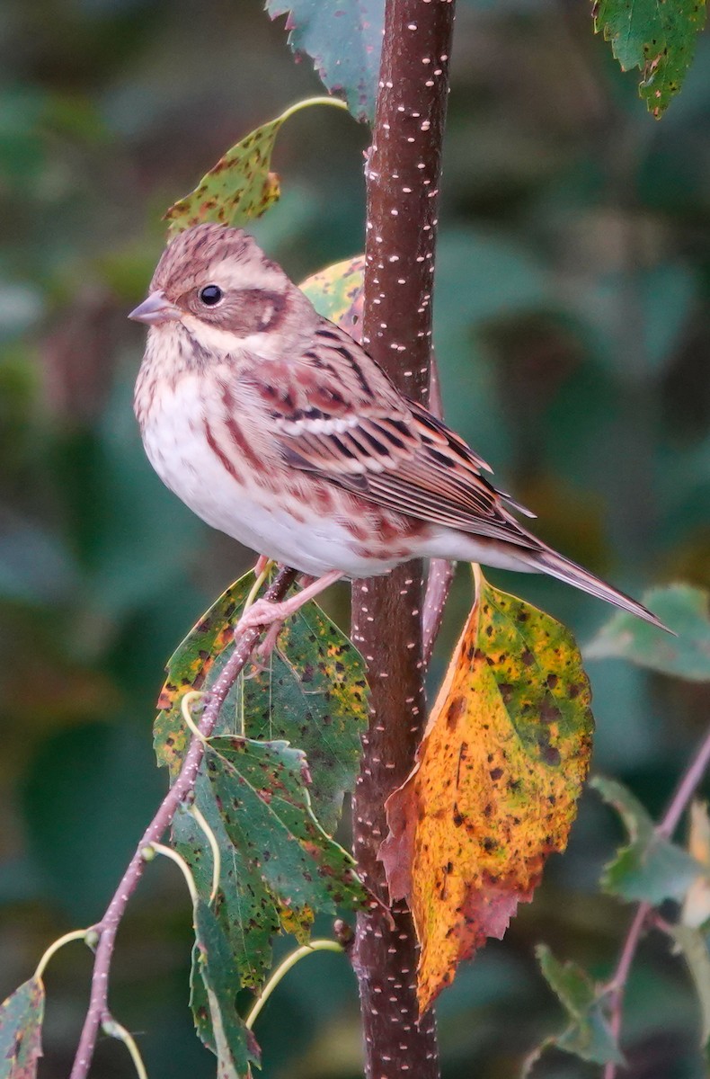 Rustic Bunting - ML606455801
