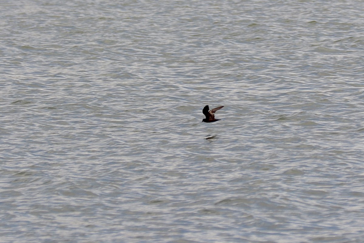 Least Storm-Petrel - ML606455891