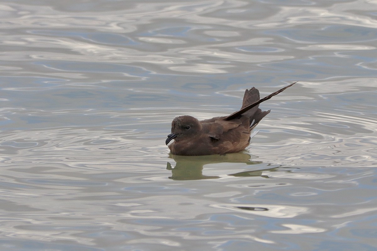 Wedge-rumped Storm-Petrel - ML606456601