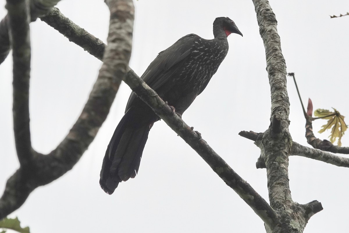 Crested Guan - ML606456911