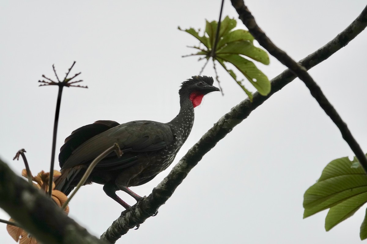 Crested Guan - ML606456931