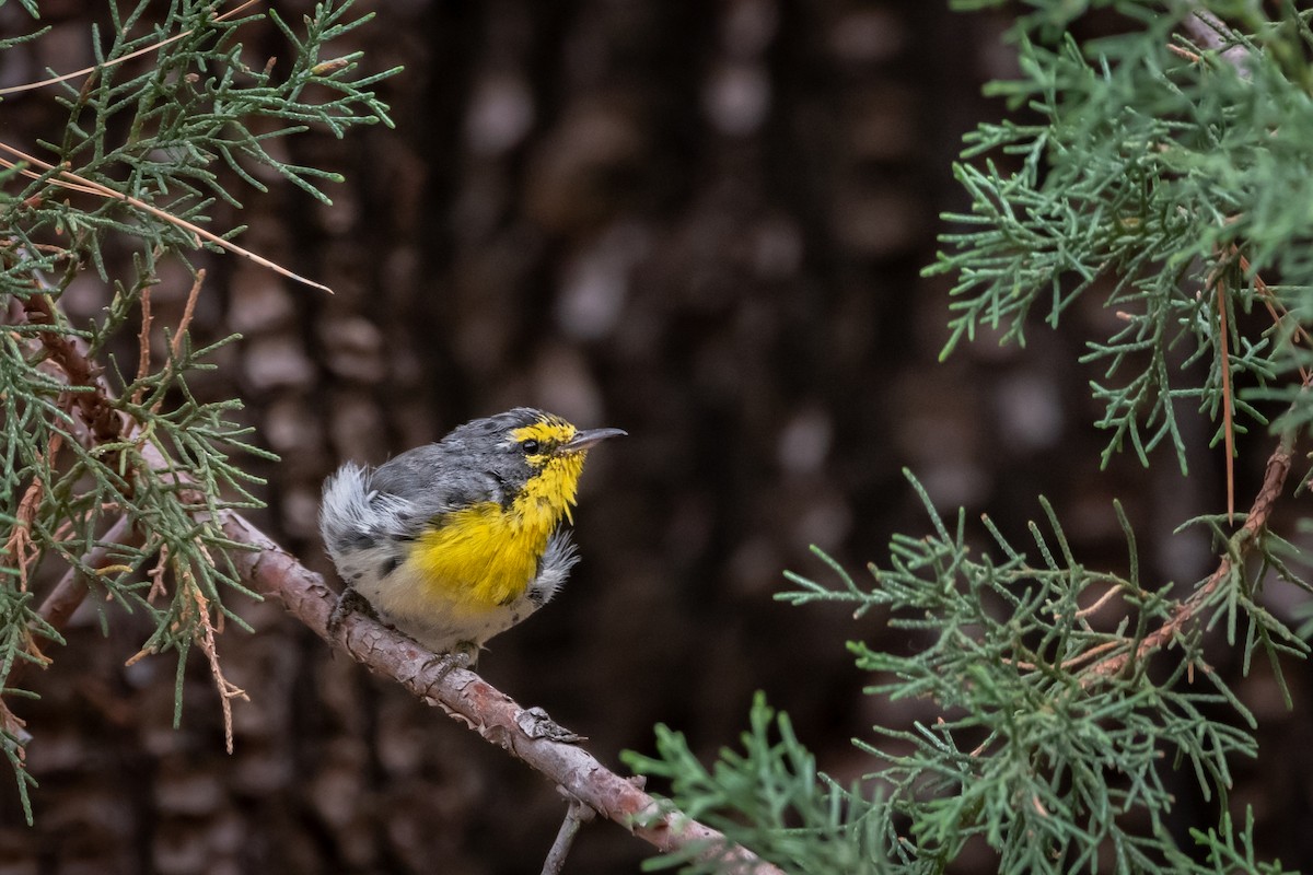 Grace's Warbler - Henrey Deese