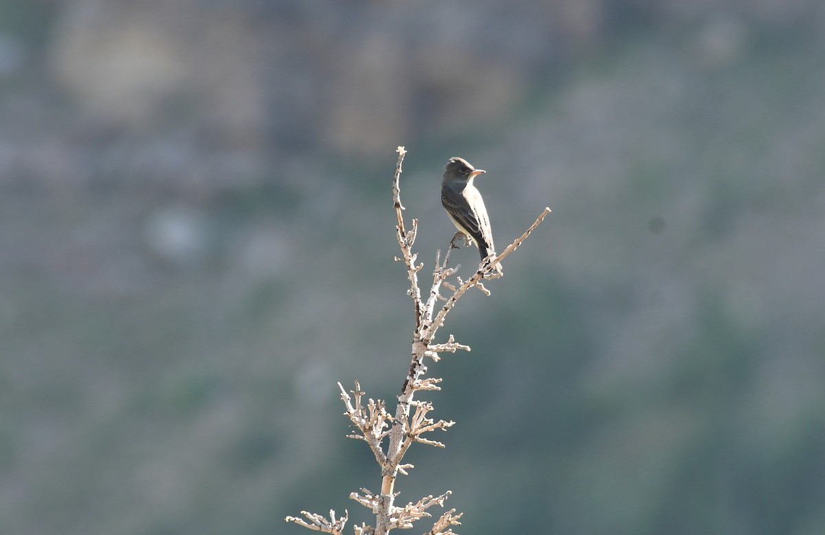 Western Wood-Pewee - ML606458661