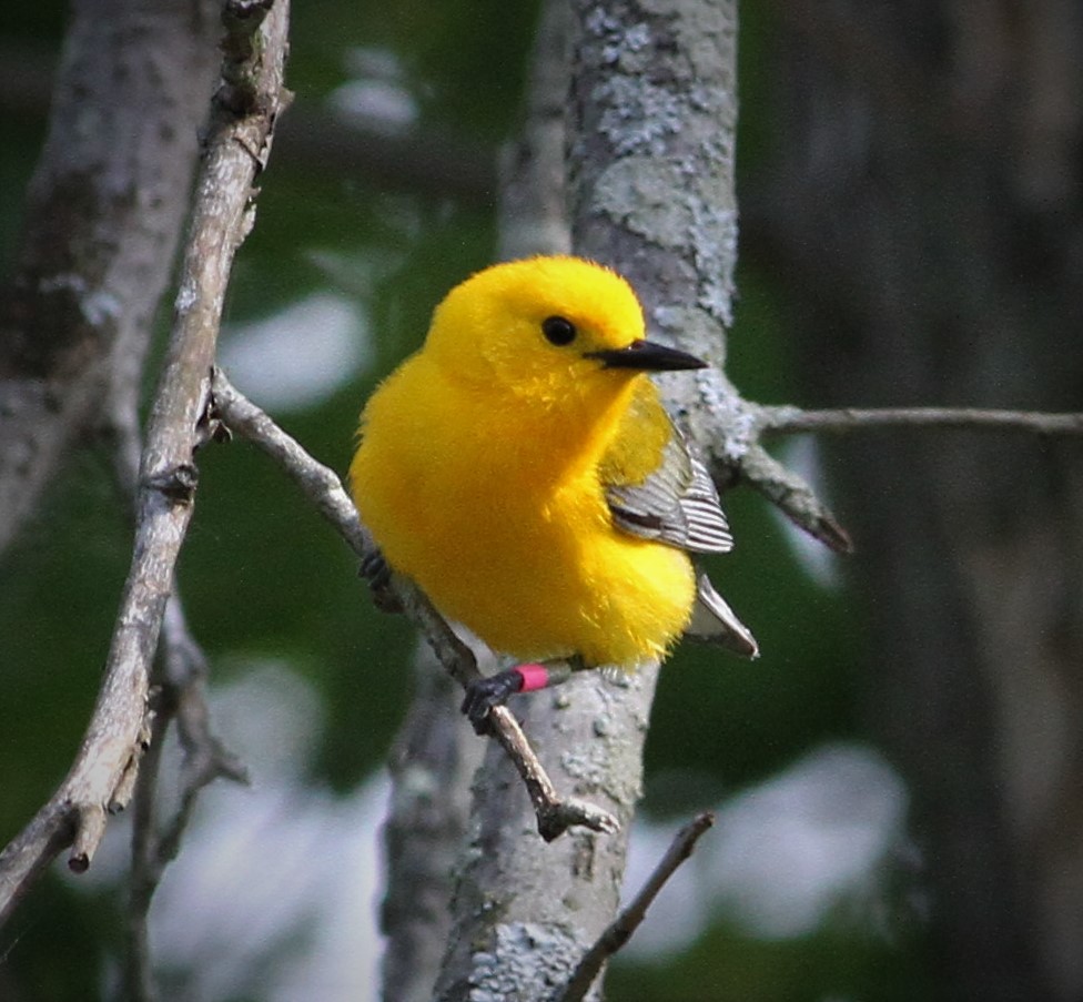 Prothonotary Warbler - Matthew Valencic
