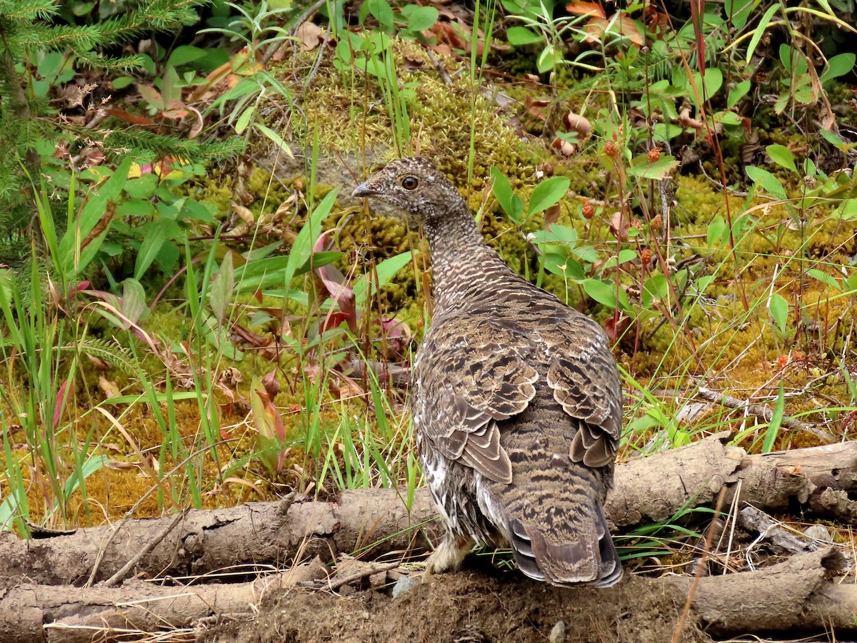 Dusky Grouse - ML606460801