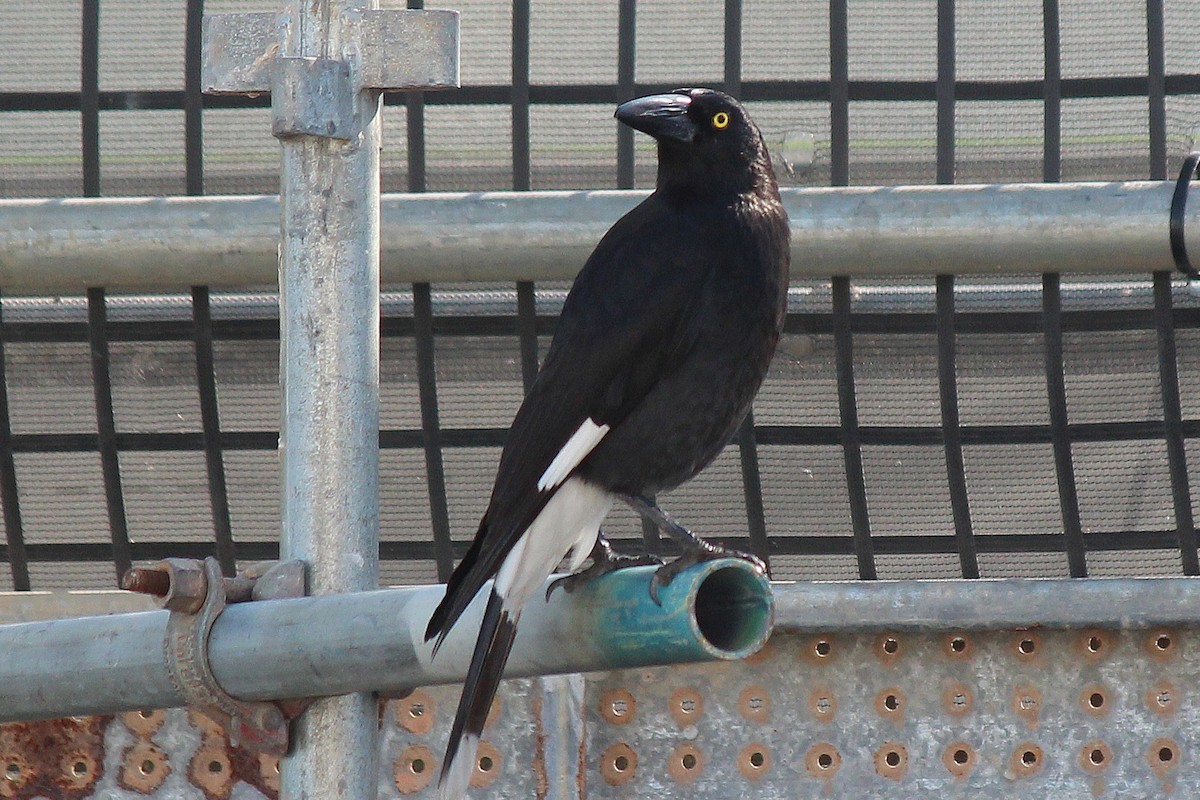 Pied Currawong - ML606463671