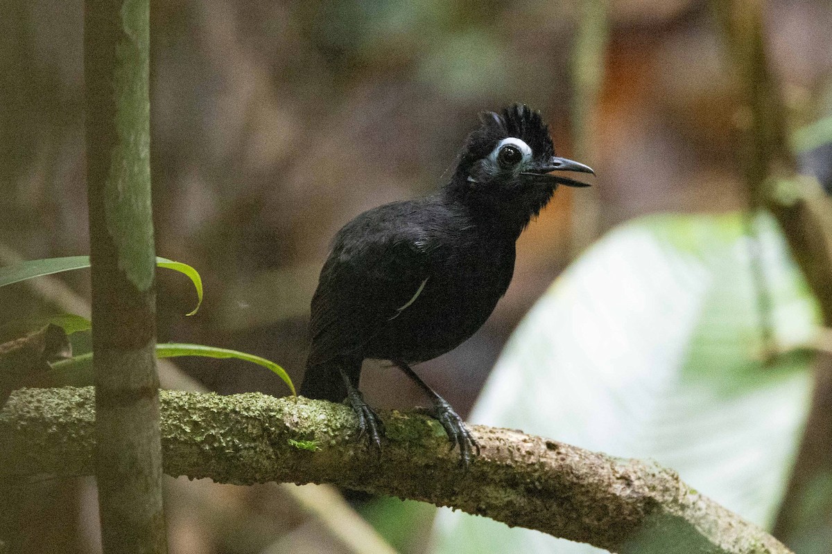 Sooty Antbird - ML606464901