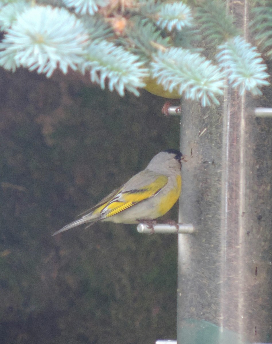 Lawrence's Goldfinch - ML60646551